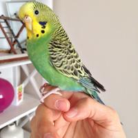 Cocorite allevata a mano