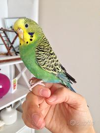 Cocorite allevata a mano