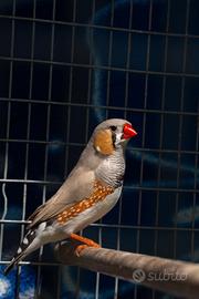 Diamante Mandarino Coppia 20 Euro