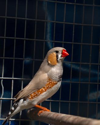 Diamante Mandarino Coppia 20 Euro