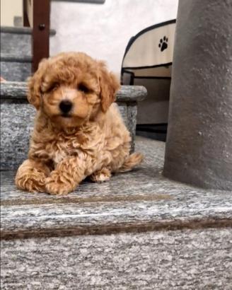 Maltipoo toy cuccioli