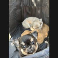 Chihuahua