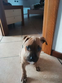 Cucciolo pitbull