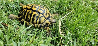 Tartarughe di terra. baby - adulte - sub adulte