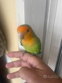 Parrocchetto inseparabile Rosella cocoriti