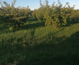 Terreno agricolo