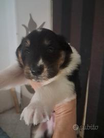 Cuccioli di pura razza pastore scozzese