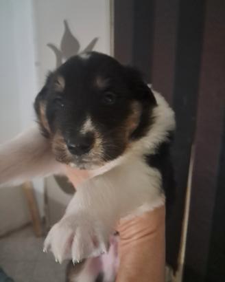 Cuccioli di pura razza pastore scozzese