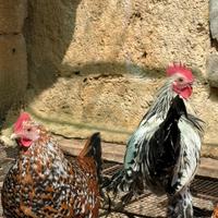 Gallo sabelpooth millefiori