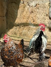 Gallo sabelpooth millefiori