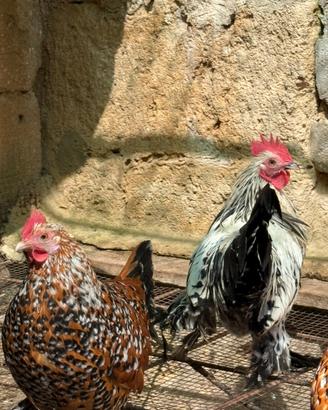 Gallo sabelpooth millefiori