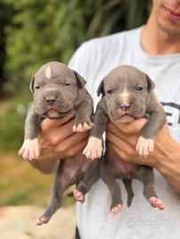 Pitbull tricolor e blue nose