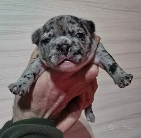 Bulldog Francese Merle Femmina