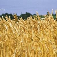 Azienda Agricola in zona Novi L. (AL)