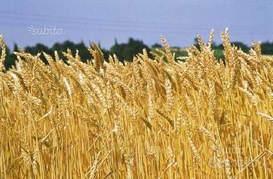 Azienda Agricola in zona Novi L. (AL)