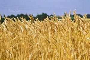 Azienda Agricola in zona Novi L. (AL)