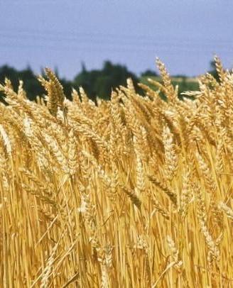 Azienda Agricola in zona Novi L. (AL)