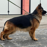 Pastore tedesco a pelo lungo