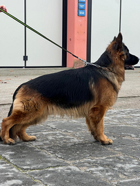 Pastore tedesco a pelo lungo