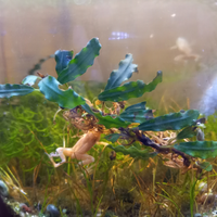 Bucephalandra Phantom pianta per acquario