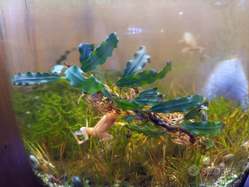 Bucephalandra Phantom pianta per acquario