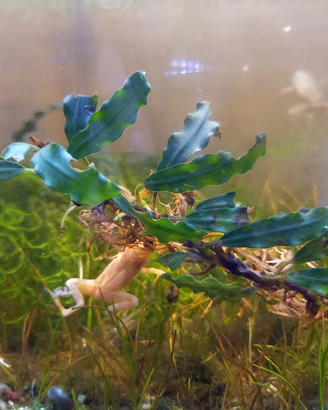 Bucephalandra Phantom pianta per acquario