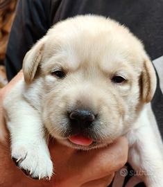 cuccioli labrador retriever 