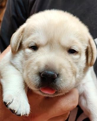 cuccioli labrador retriever 