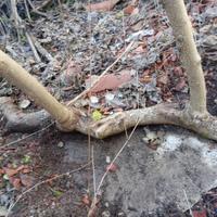 piante di pawlonia/paulonia