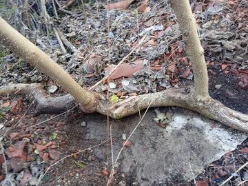 piante di pawlonia/paulonia