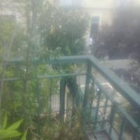 Albero di magnolia grande fusto