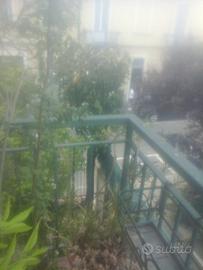 Albero di magnolia grande fusto