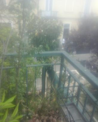 Albero di magnolia grande fusto