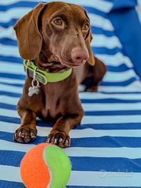 Cuccioli di bassotto