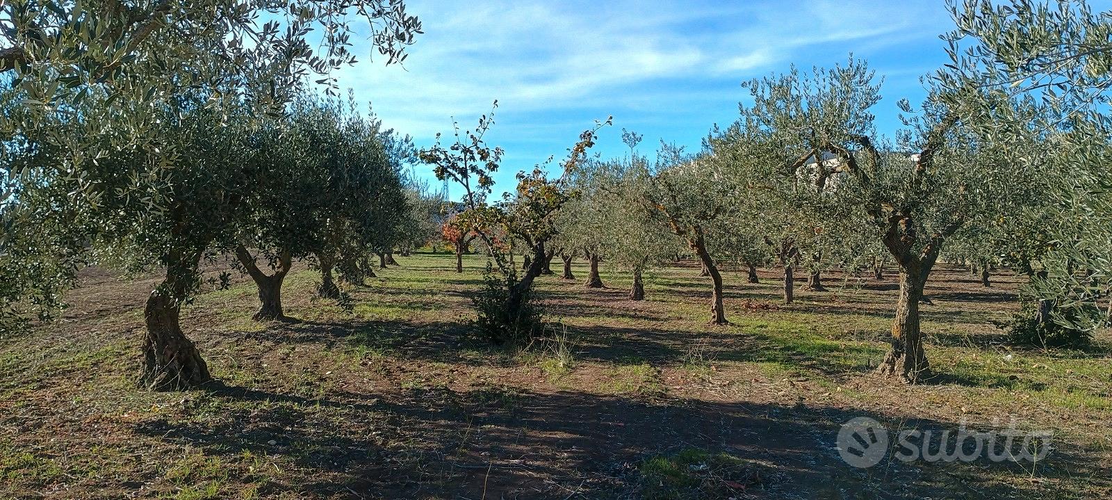 Terreno e Fabbricato - Vista 5