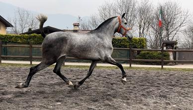 Cavalla Andalusa