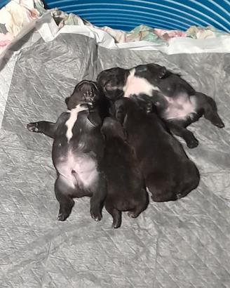 Bulldog francesi