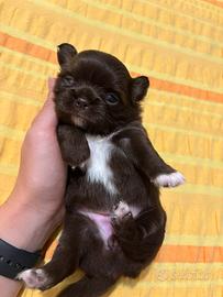 Cuccioli di chihuahua