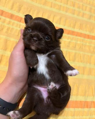Cuccioli di chihuahua