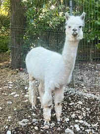 Alpaca
