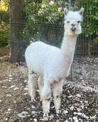 Alpaca