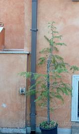 Cedro dell'Himalaya