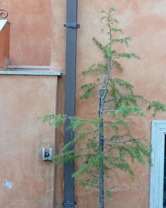 Cedro dell'Himalaya