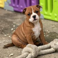 Staffordshire bull terrier