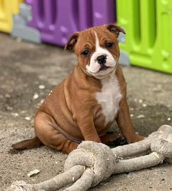 Staffordshire bull terrier