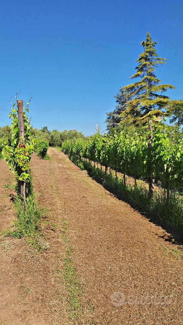 Terreno Agricolo con Vigneto e Uliveto - Vista 3