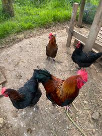Galline marans