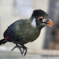 Turaco dalle guancie bianche