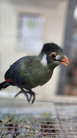 Turaco dalle guancie bianche