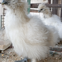 Galline Moroseta Bianche